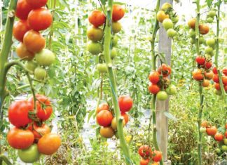 500 Edo farmers get FG’s tomato seeds