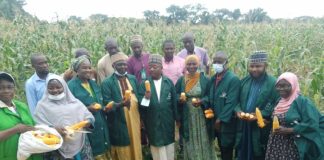 Kwara poly harvests tonnes of maize, urges others to invest in farming