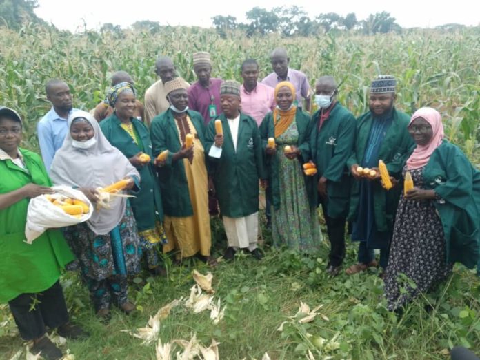 Kwara poly harvests tonnes of maize, urges others to invest in farming