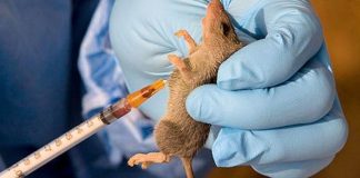 Lassa fever, others may trigger next pandemic, says WHO