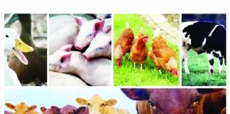 Miyetti Allah seeks support for FG’s livestock ministry