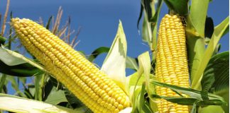 N30m maize harvested from Kwara poly farm – Rector