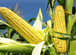 N30m maize harvested from Kwara poly farm – Rector