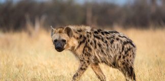 Hyena kills five-year-old in Kenya