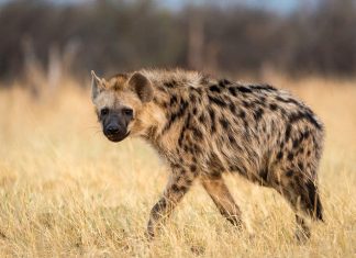 Hyena kills five-year-old in Kenya