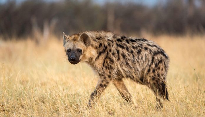 Hyena kills five-year-old in Kenya