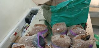 NDLEA uncovers cross-border drug syndicates, arrests six kingpins