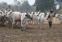 JUST IN: Tinubu Government Declares Open Grazing Unsustainable