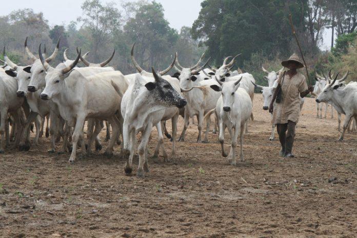 Herdsmen-and-cattle